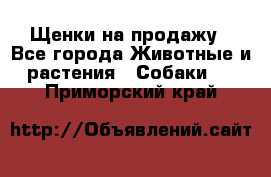 Щенки на продажу - Все города Животные и растения » Собаки   . Приморский край